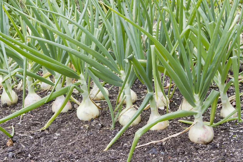 el riego en la produccion de cebolla