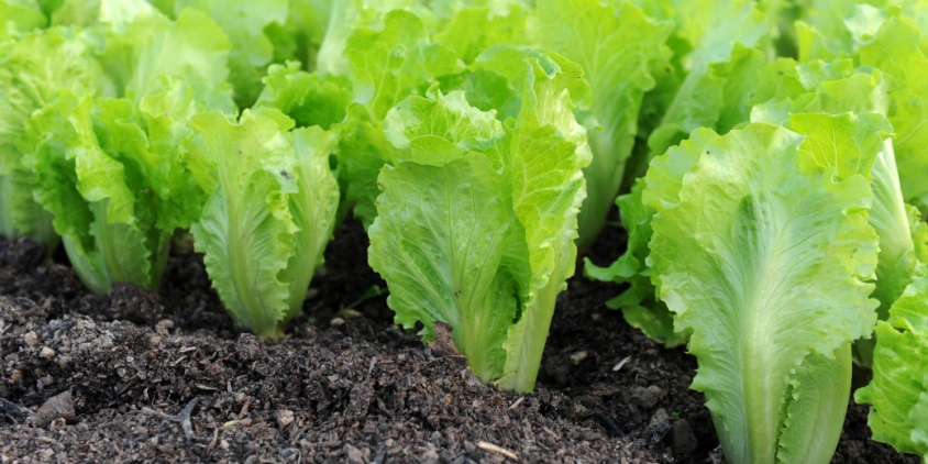 lettuce growing main.png