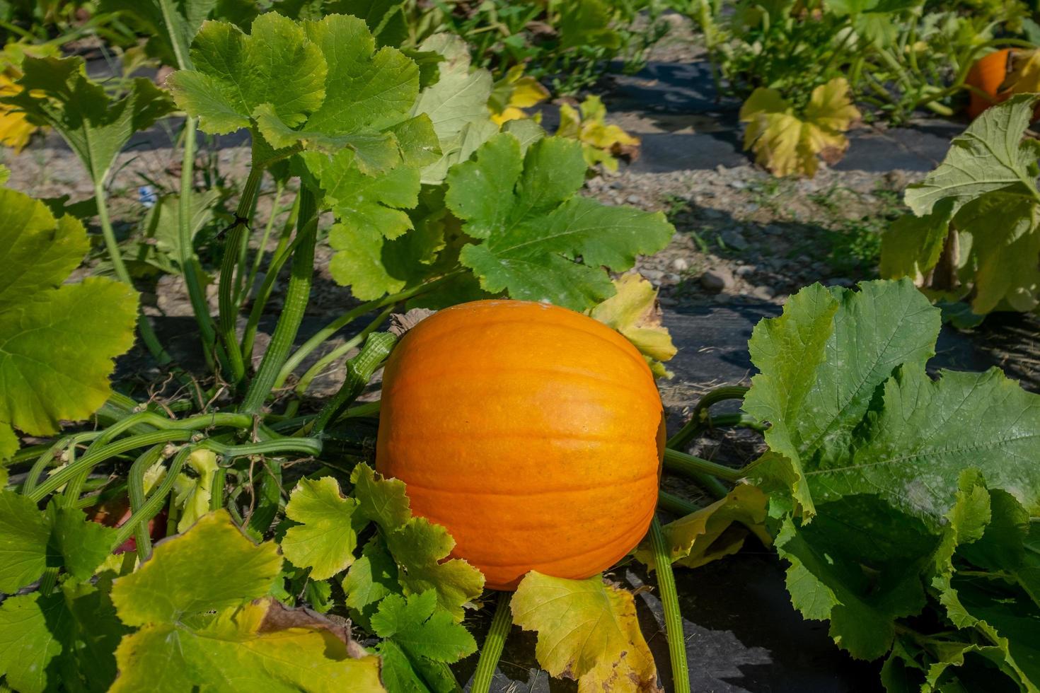 pumpkin in pumpkin patch free photo